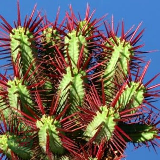 Euphorbia enopla