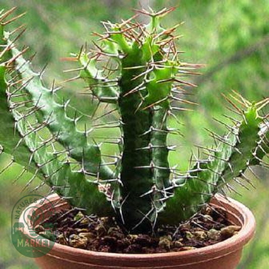 Euphorbia evansii
