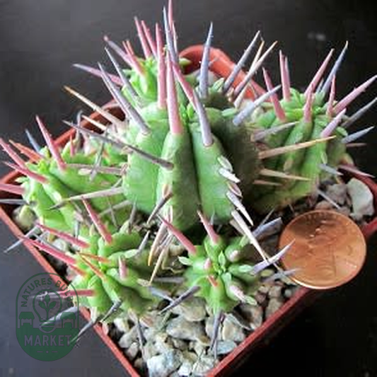 Euphorbia ferox
