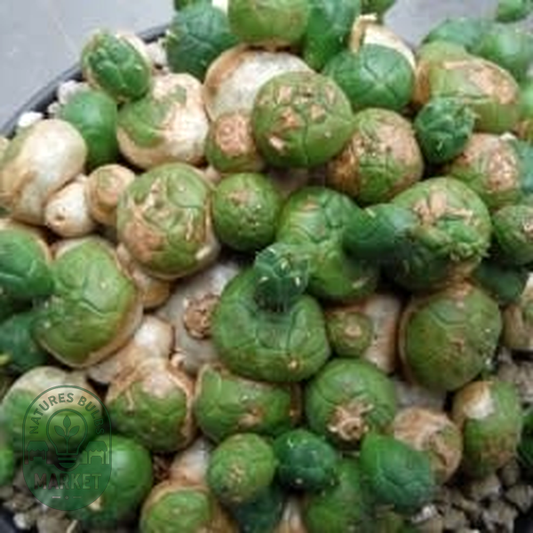 Euphorbia globosa