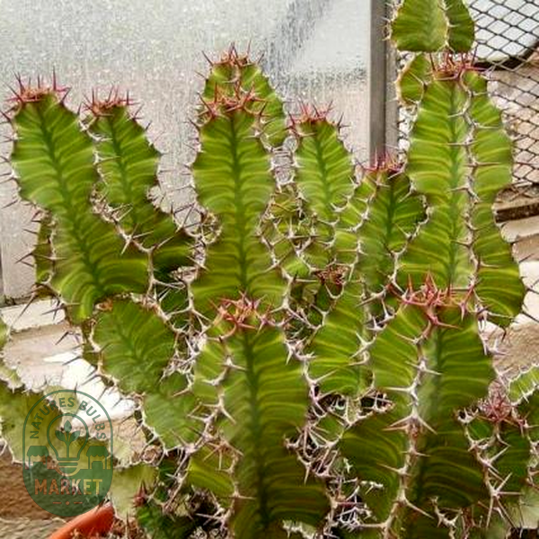 Euphorbia grandialata
