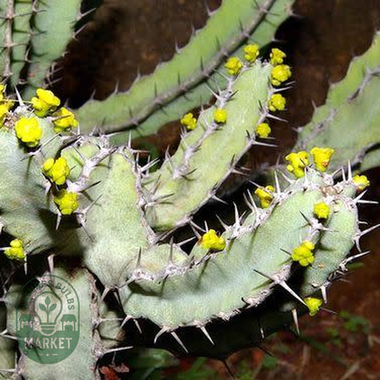 Euphorbia keithii