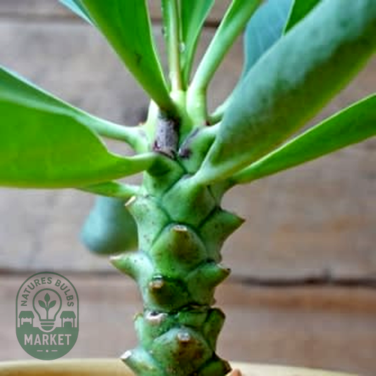 Euphorbia monteiroi