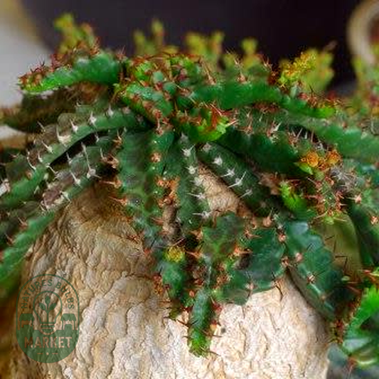 Euphorbia stellata