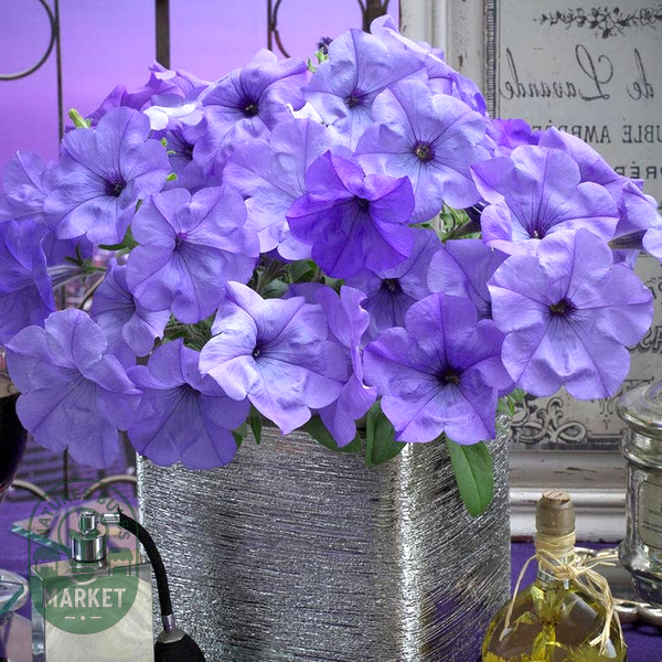 Evening Scentsation™ Petunia Seeds
