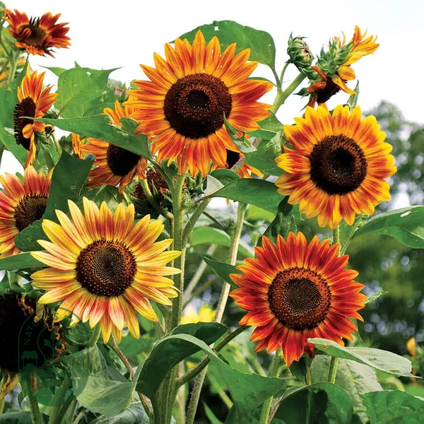 Evening Sun Organic Sunflower Seeds