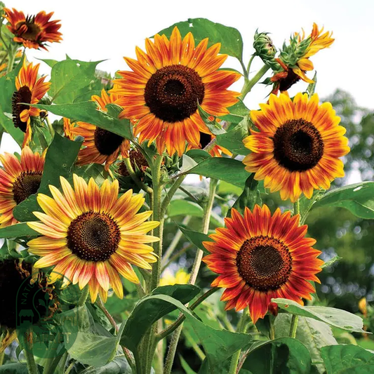 Evening Sun Organic Sunflower Seeds