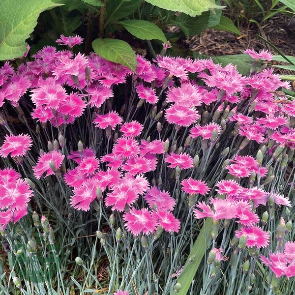 EverBloom™ Watermelon Ice - Pink Dianthus