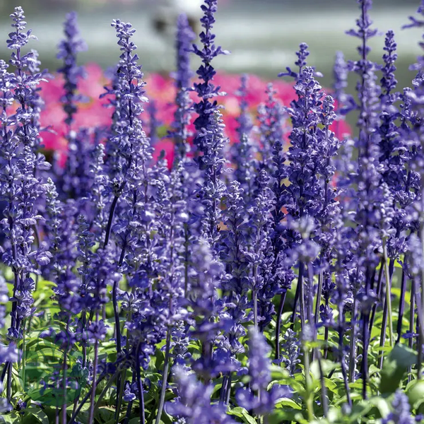 Evolution® Violet Salvia Seeds