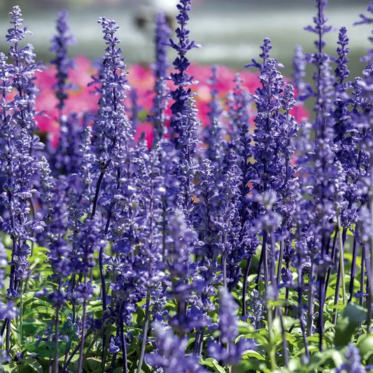 Evolution® Violet Salvia Seeds