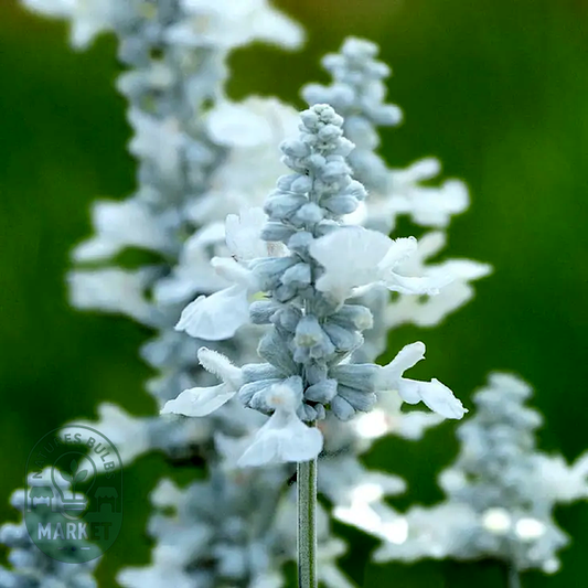 Evolution® White Salvia Seeds
