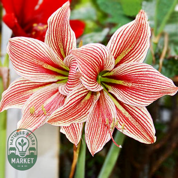 Exotic Star