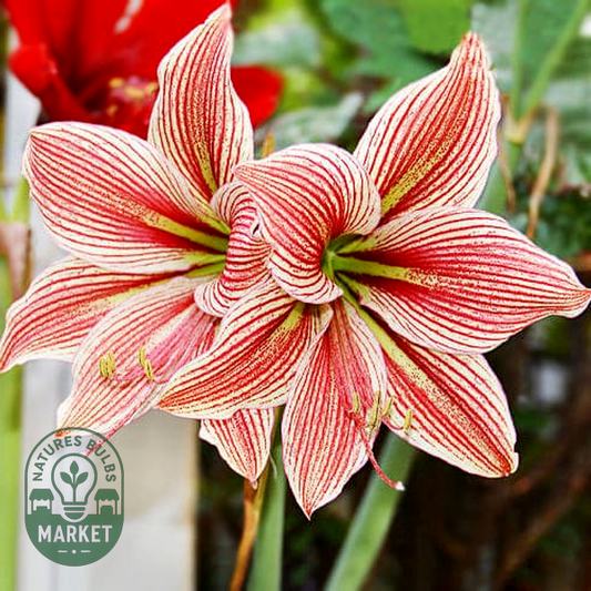 Exotic Star