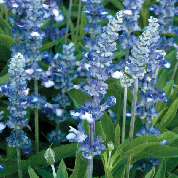 Fairy Queen Salvia Seeds