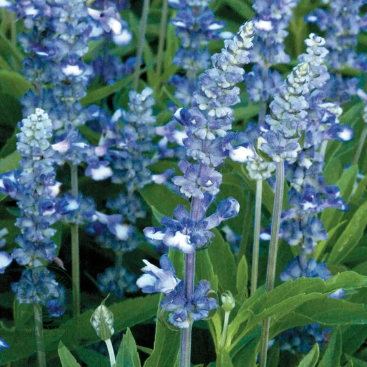 Fairy Queen Salvia Seeds