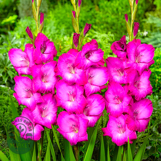 Fairytale Pink