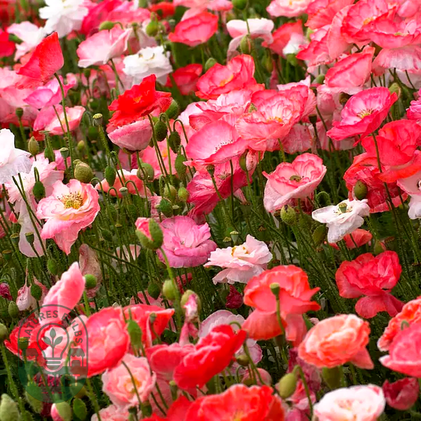 Falling in Love' Poppy Seeds