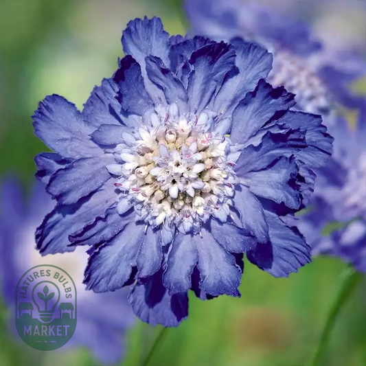 Fama® Deep Blue Pincushion Flower Seeds
