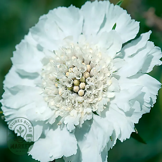 Fama® White Pincushion Flower Seeds