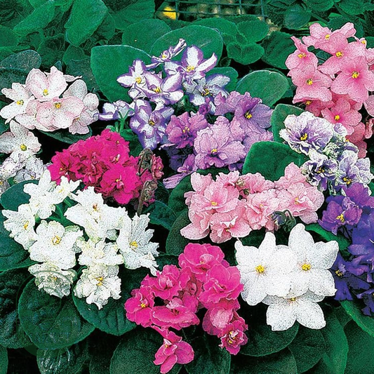 Fantasy Hybrid African Violet Seeds