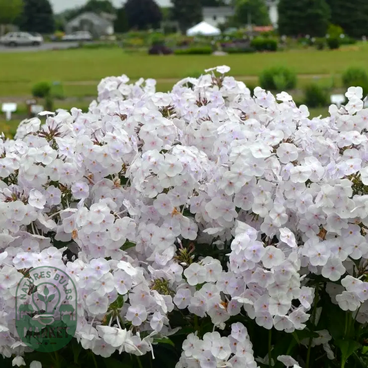 Fashionably Early Crystal'