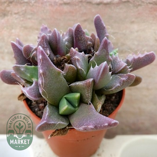Faucaria hooleae