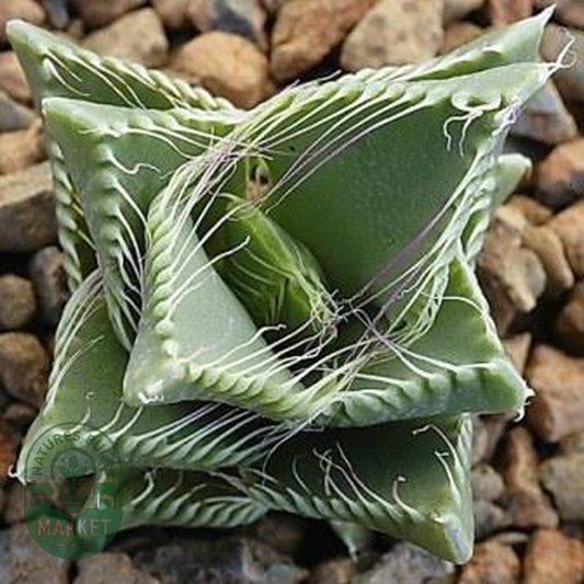 Faucaria tigrina