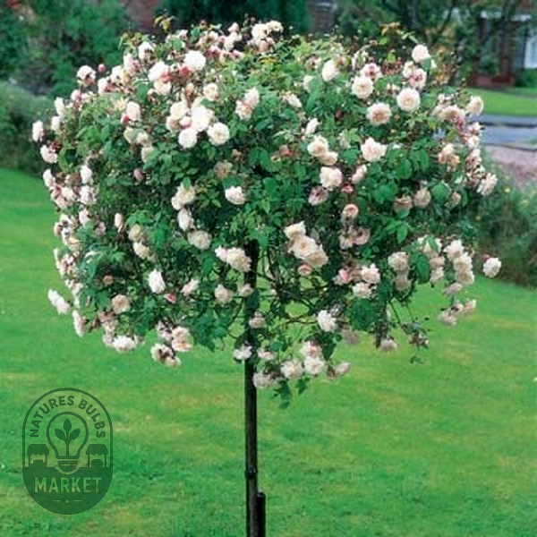 Félicité-Perpétue