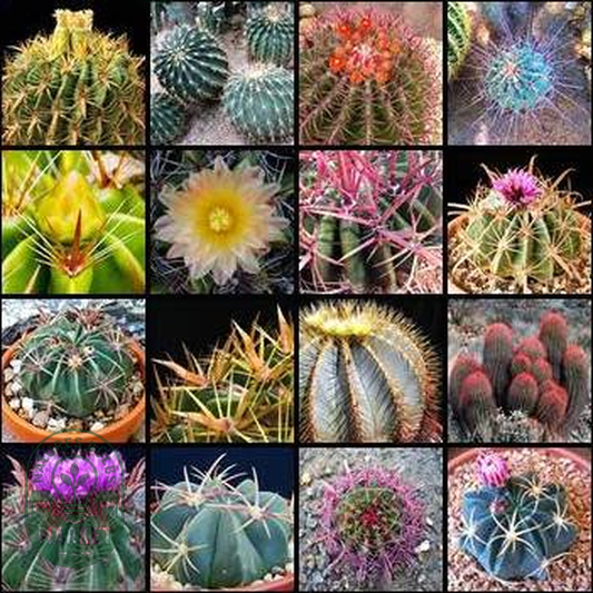 Ferocactus Mixed Species