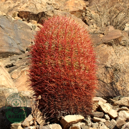 Ferocactus cylindraceus ssp. lecontei