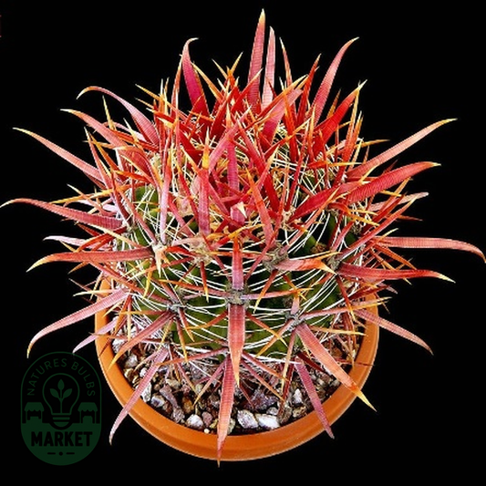 Ferocactus fordii