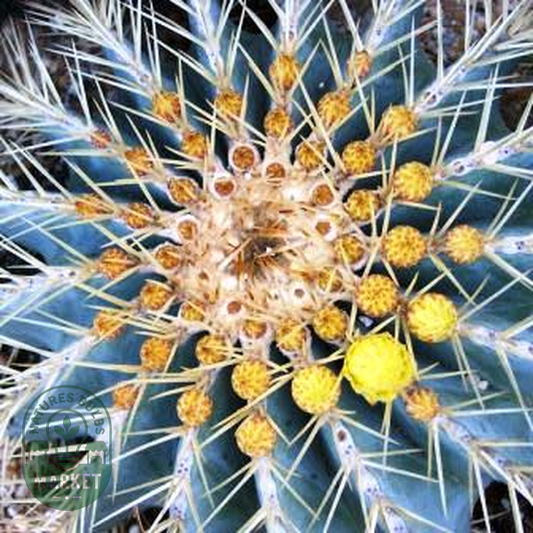 Ferocactus glaucescens