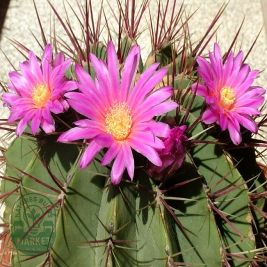 Ferocactus haematacanthus