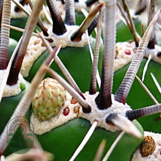 Ferocactus herrerae