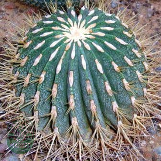 Ferocactus histrix