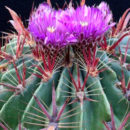 Ferocactus latispinus
