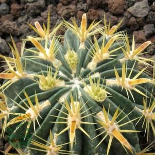 Ferocactus latispinus var. flavispinus