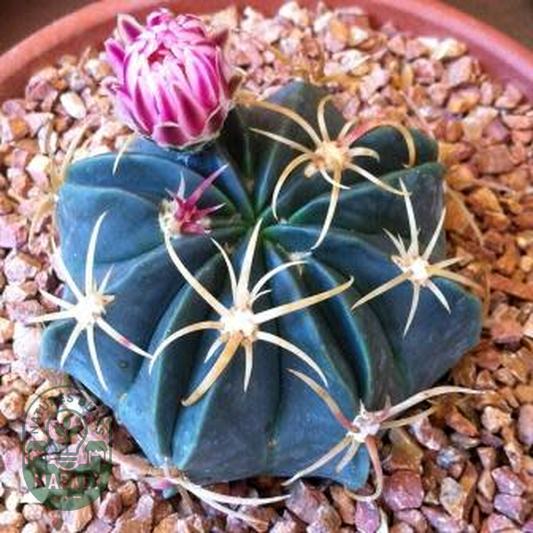 Ferocactus macrodiscus