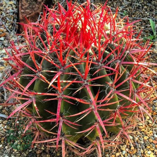 Ferocactus pringlei