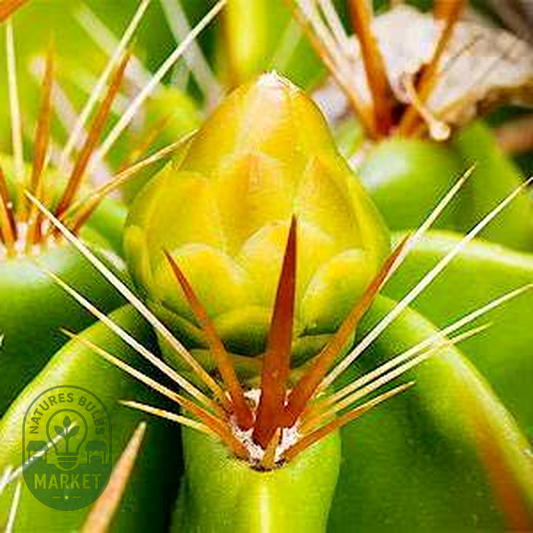 Ferocactus robustus – Clump Barrel Cactus