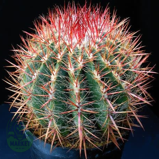 Ferocactus stainessii var. pilosus