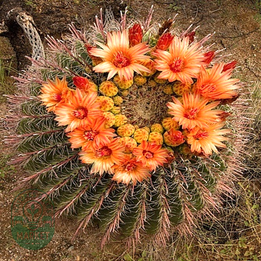 Ferocactus wislizeni