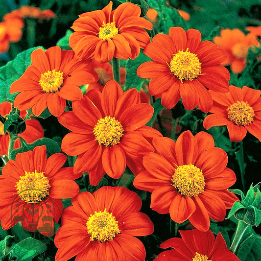 Fiesta del Sol Mexican Sunflower Seeds