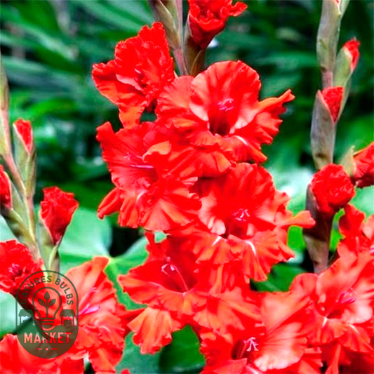 Fire Ruffle