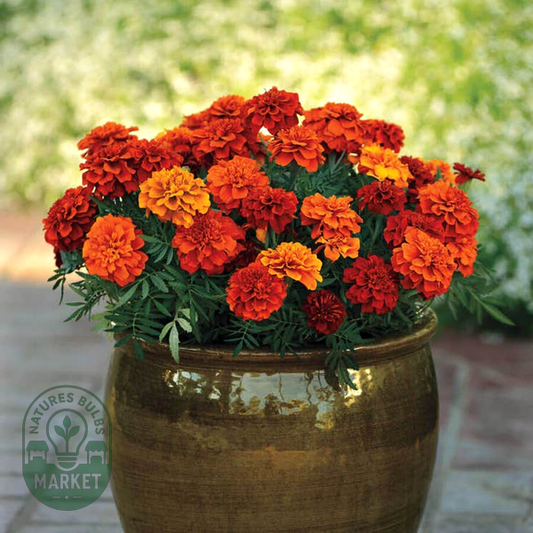 Fireball Marigold Seeds