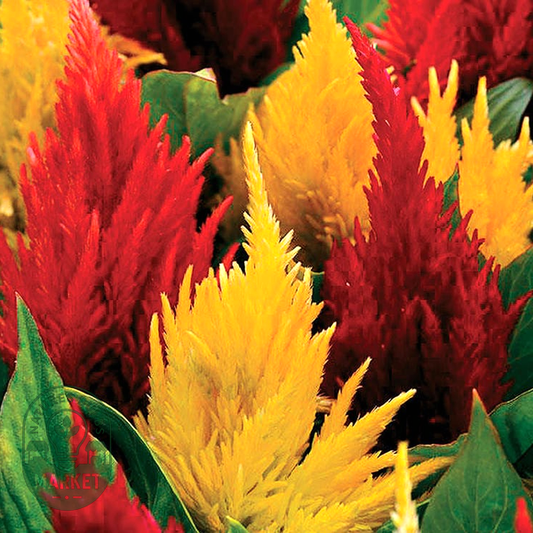 First Flame™ Mix Celosia Seeds