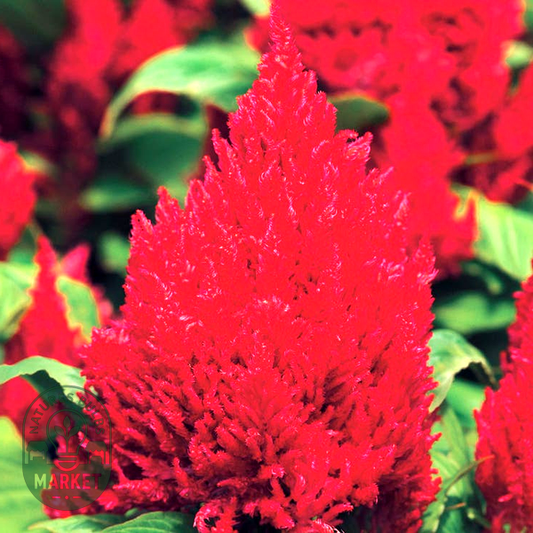 First Flame™ Red Celosia Seeds