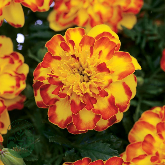 Flamenco Marigold Seeds