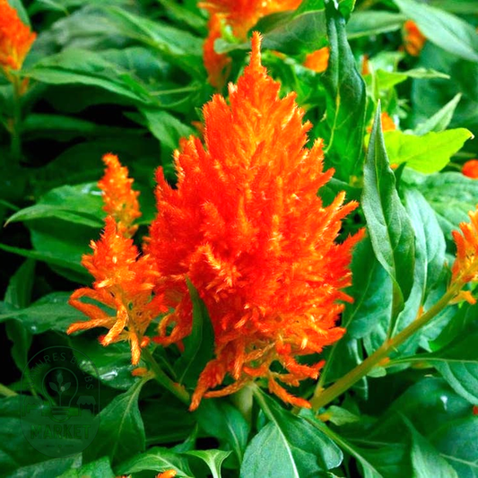 Flamma Orange Celosia Seeds