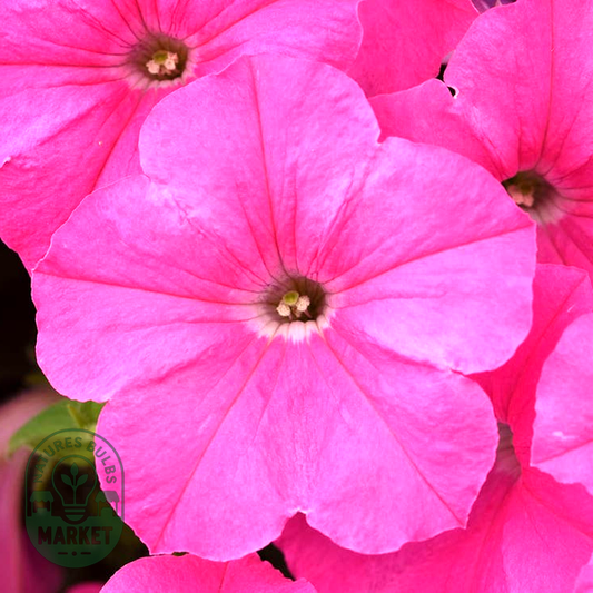 FlashForward™ Blue Petunia Seeds